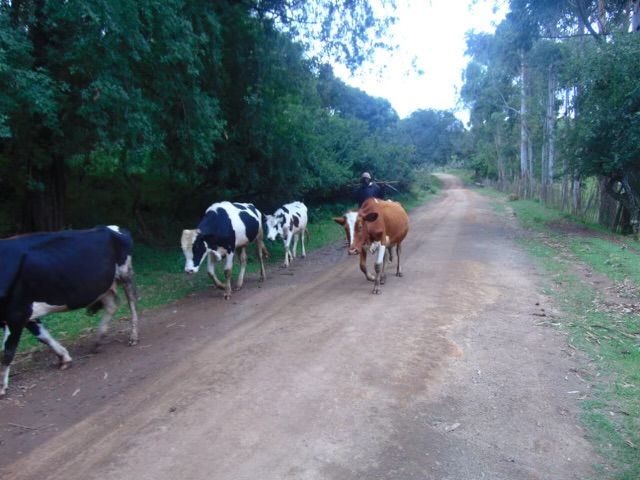 A family homestead in the Gitare community, photograph 1