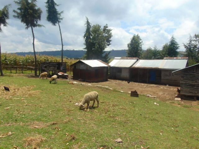 A family homestead in the Gitare community, photograph 11