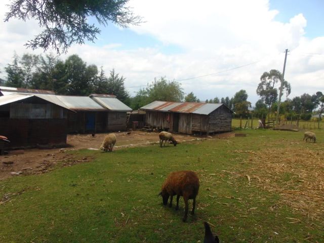A family homestead in the Gitare community, photograph 5