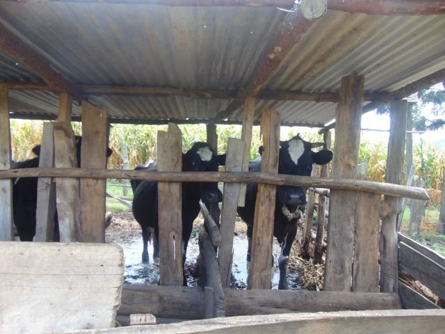 A family homestead in the Gitare community, photograph 6