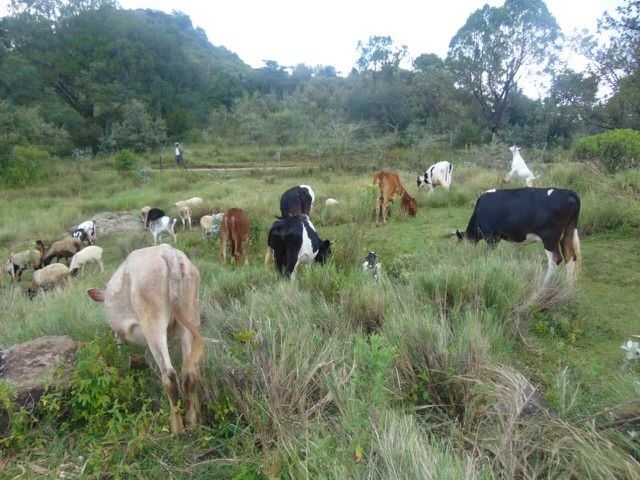 A family homestead in the Gitare community, photograph 7