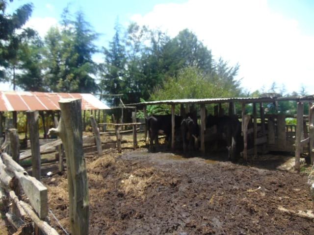 A family homestead in the Gitare community, photograph 9